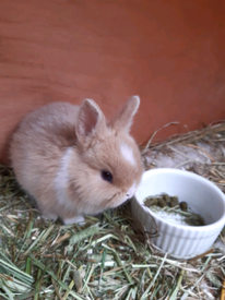 mini lionhead